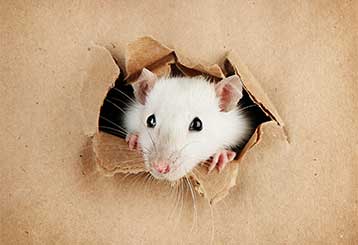 Four Ways To Prevent Pests | Attic Cleaning Palo Alto, CA