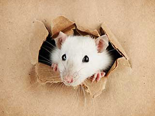 Ways To Prevent Pests | Attic Cleaning Palo Alto, CA Ways To Prevent Pests | Attic Cleaning Palo Alto, CA