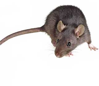Rodent Proofing Services | Attic Cleaning Palo Alto, CA